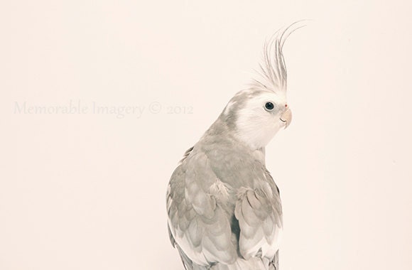 Animal Photography Print Grey White Cockatiel Bird Nature Wall Art Home Decor 8x12 - MemorableImagery