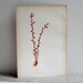 Antique Prang Botanical Print 1 OF 2