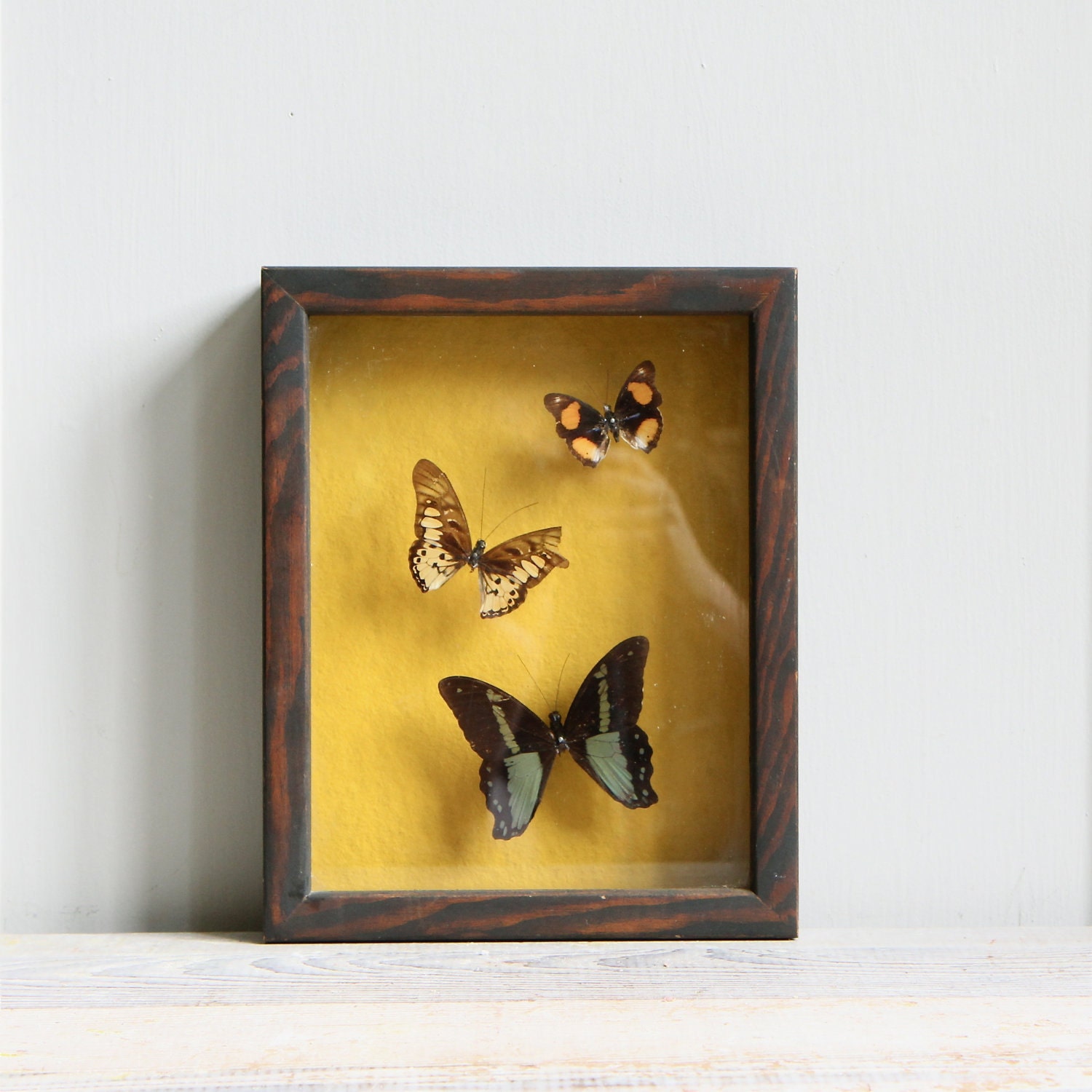 Vintage Butterfly Specimen Shadowbox