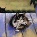 Black Cat Print  - Cat Art - Stalker -  7x5 - Alisa Wilcher