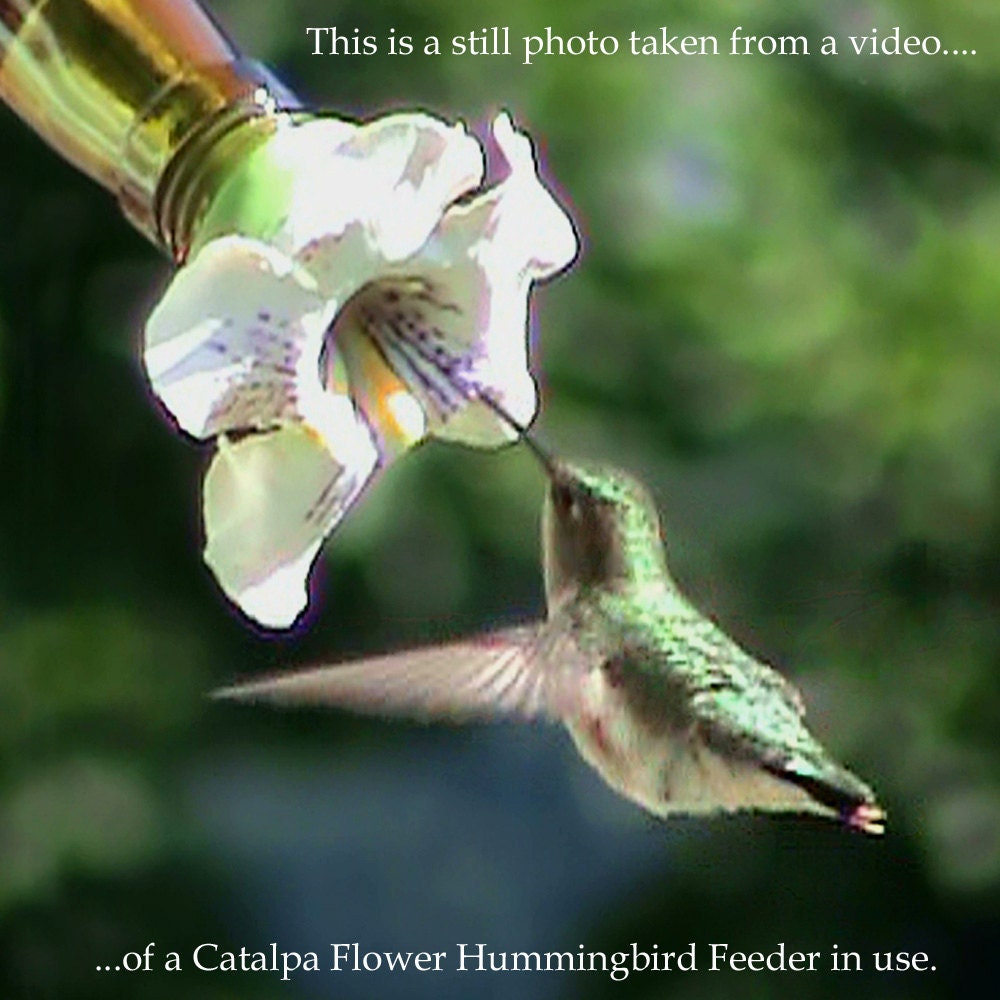 HUMMINGBIRD FEEDER--Catalpa Flower on Larger Bottle