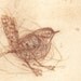 Wren, Hand Pulled Etching, jenny wren, bird art, fine art, original print, original etching, irish bird, little bird, brown