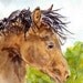 Sleepy horse artwork - print of my original watercolor painting - 5 x 7