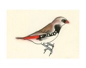 Australian Bird Art - Nathan the Little diamond firetail finch -  6 X 4 print