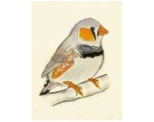 Zebra Finch Bird Art -  Peter -  4 X 6 print