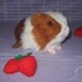 Little Guinea Pig Plush - Red and White