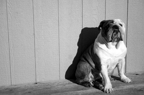 English Bulldog Sunning Himself - Help Support Animal Shelters - 8x10 print