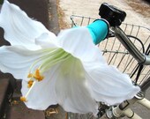 Lilly - Couture Bicycle Streamers