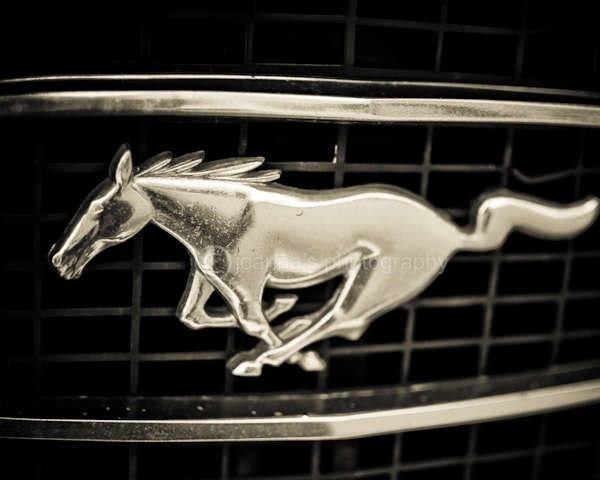 On The Run- close up image of running mustang, size 8x10" (20x25cm)