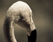 Just a little bit shy- close up print of flamingo bird taken at NC zoo, 8x10" (20x25cm)