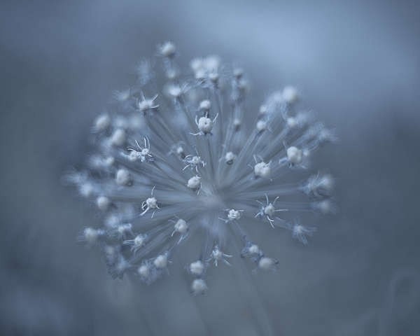 The Blue Explosion- 8x10" (20x25cm) abstract fine art print  of onion shaped flower in pale turquoise color