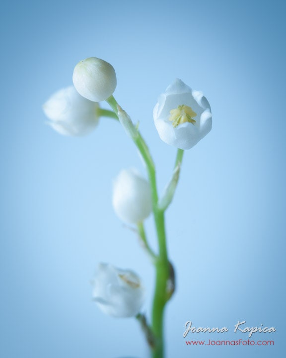 Lily of the valley on the light blue background, delicate spring home and nursery decor, 8x10" (20x25cm) size