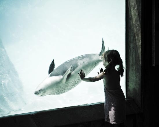 Almost Touch- image of a little girl touching glass of aquarium, with sea lion on the other side.