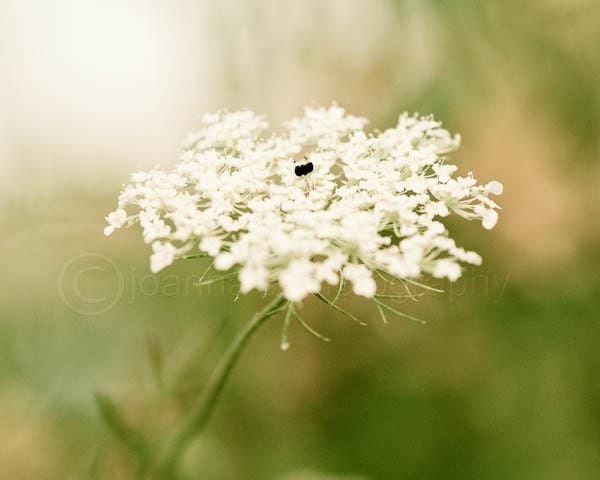 No 5 Long Grass Series- soft green photographic print of queen annes lace, 8x10" (20x25cm)