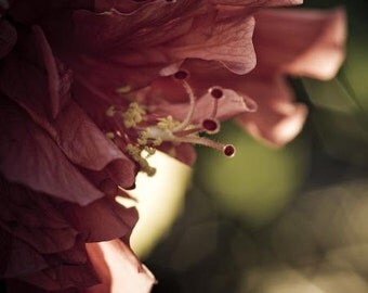 Under Safe Roof- beautiful big and red flower, from summer garden- fine art print 8x10" (20x25cm) size