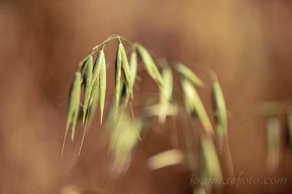 The Summers End - fine art print of wild grass in late summer colors, 8x12" (20x30cm) print