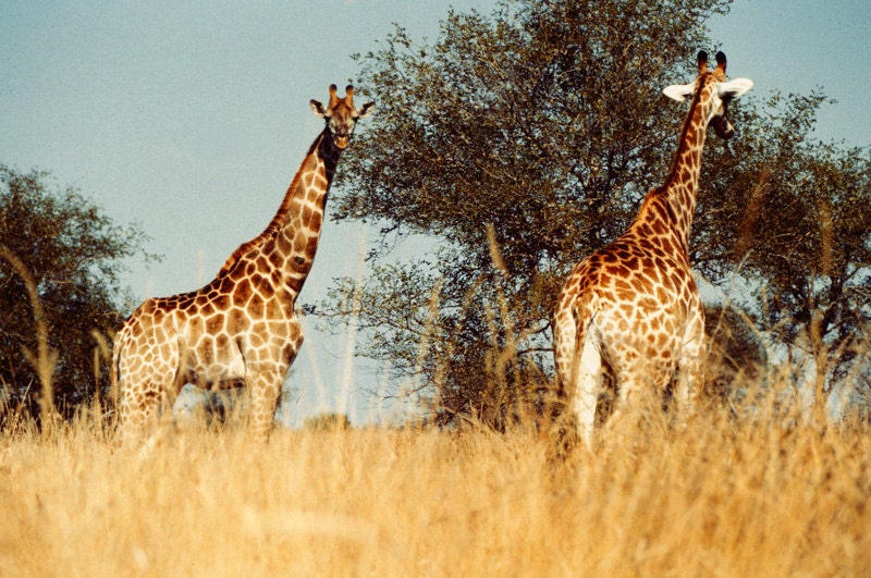 Giraffe photo nursery art nursery decor animal print nature photo african safari long neck spots : Tall Tales 8x12 Nature Photo - bomobob