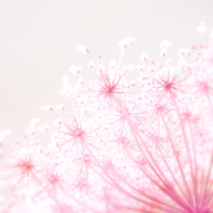 Flower photography, pink decor, spring photography, flower print, art for nursery, feminine, dusty rose honeysuckle - Pink Popcorn 8x8