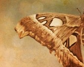 Butterfly photography brown moth wings earthtones nature photograph olive green natural history : Lepidoptera 8x12 - bomobob