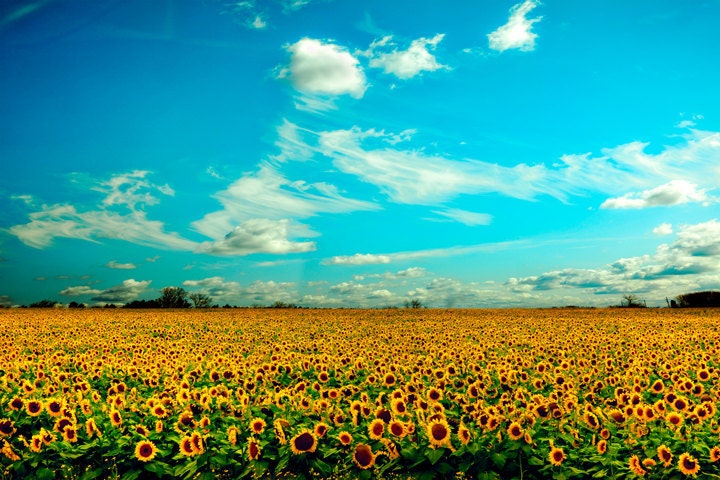 Sunflowers mustard yellow shocking blue photo flower photography big sky country horizon infinity - Forever 8x12 Photo