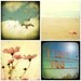 Apartment Therapy Home decor Shabby chic bohemian beach photo I love you cosmos honeysuckle wall decor by bomobob Set of 4 8x8