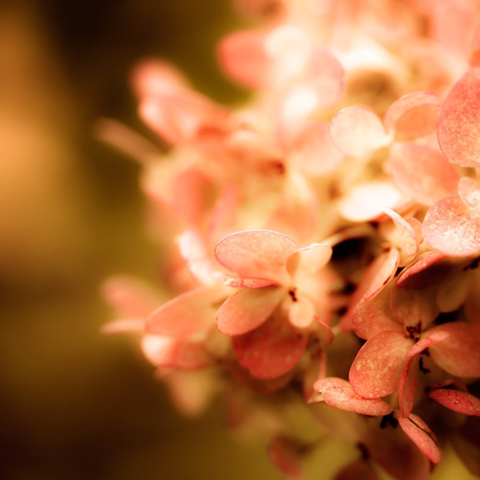 Honeysuckle pink photography, spring, coral, earthtones, mocha, pink flower, hydrangea, shabby chic, home decor, feminine, girly