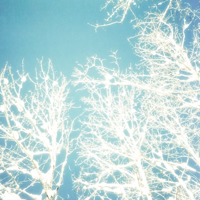 Winter photograph, snow photo, frosty trees, ice, snowy forest, silver, blue sky, icy branches, pastel