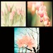 Three 12x12 flower prints gift for mom pastel shades pink flowers for gardeners honeysuckle shabby chic decor