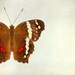 Summer butterfly, brown, white, red, animal print, lepidoptera, geekery, insect macro photo : Rusty 5x5