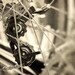 Bicycle photo Le Tour de France for a biker bikes cycling black and white cassette gears chain grunge wheels spokes - Spokeh 8x10