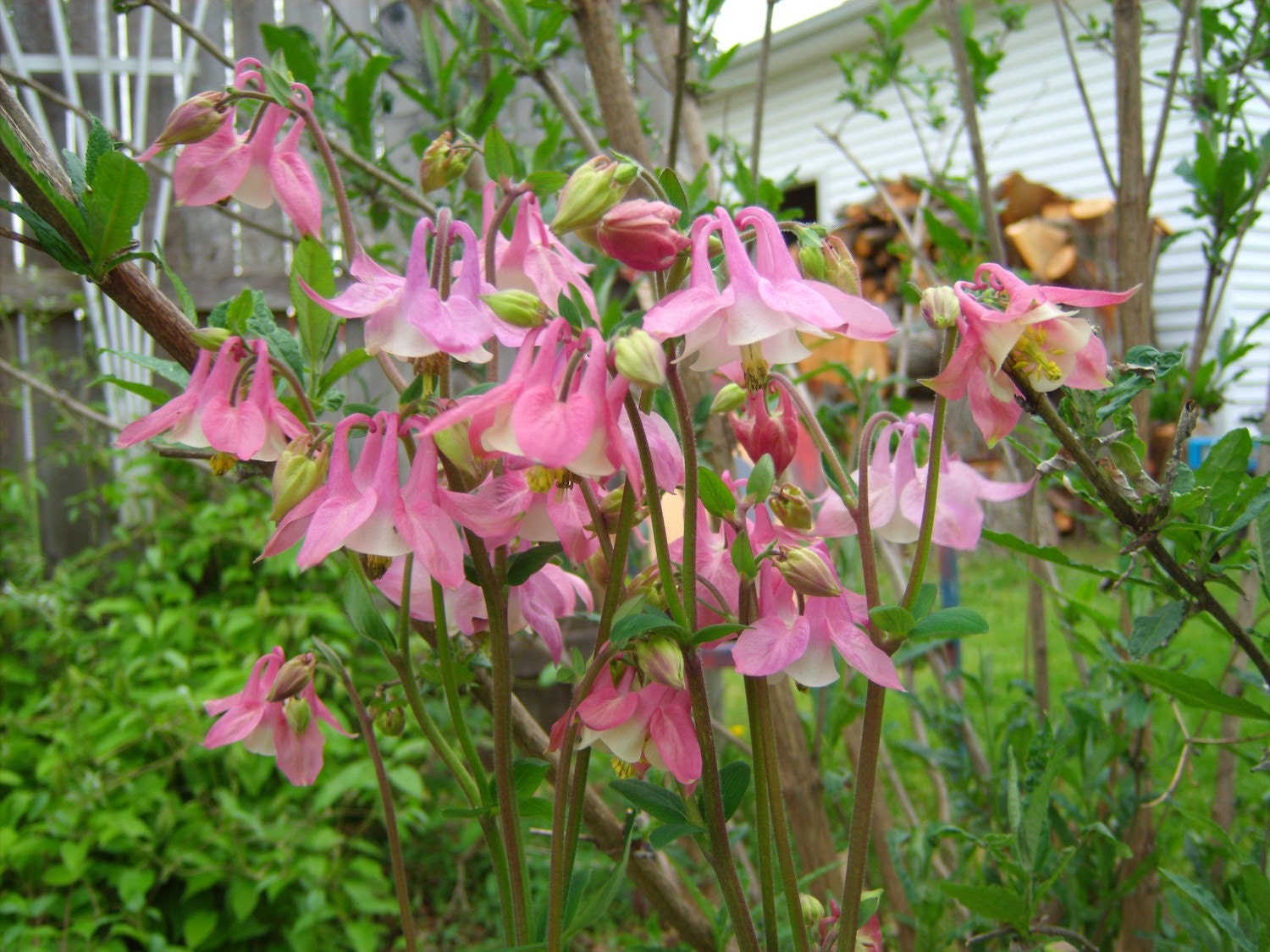 Columbine mix 50 seeds Aquilegia hybrida