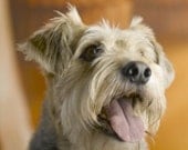 Coat Conditioner and Detangler by Good Clean Dog 