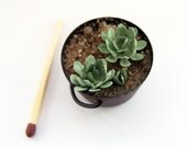 Rusty tub of miniature escheverias