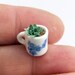 mug of miniature escheverias