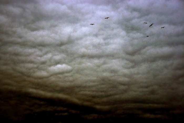 dark sky birds clouds nature photography fine art photography goth home decor home deco - judeMcConkeyPhotos