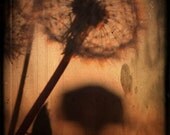 Dandelion nature photography weed puffball 4x6 fine art photograph home decor nursery decor