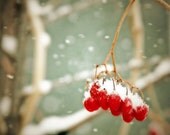 Winter photograph, red berries, snow print, home decor, Fine Art Photograph - judeMcConkeyPhotos