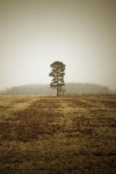 Early Summer Sale 30% landscape photography solitary tree brown nature fine art photography 10x15 print home decor office decor