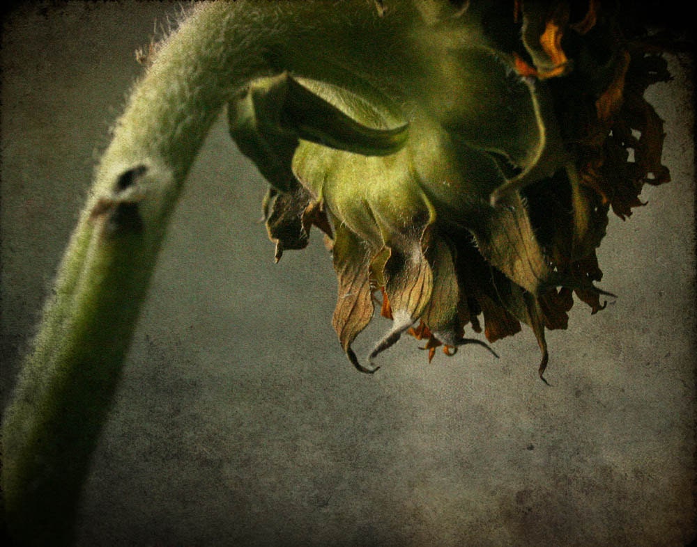 still life photography nature fine art photography sunflower print home decor 11x14