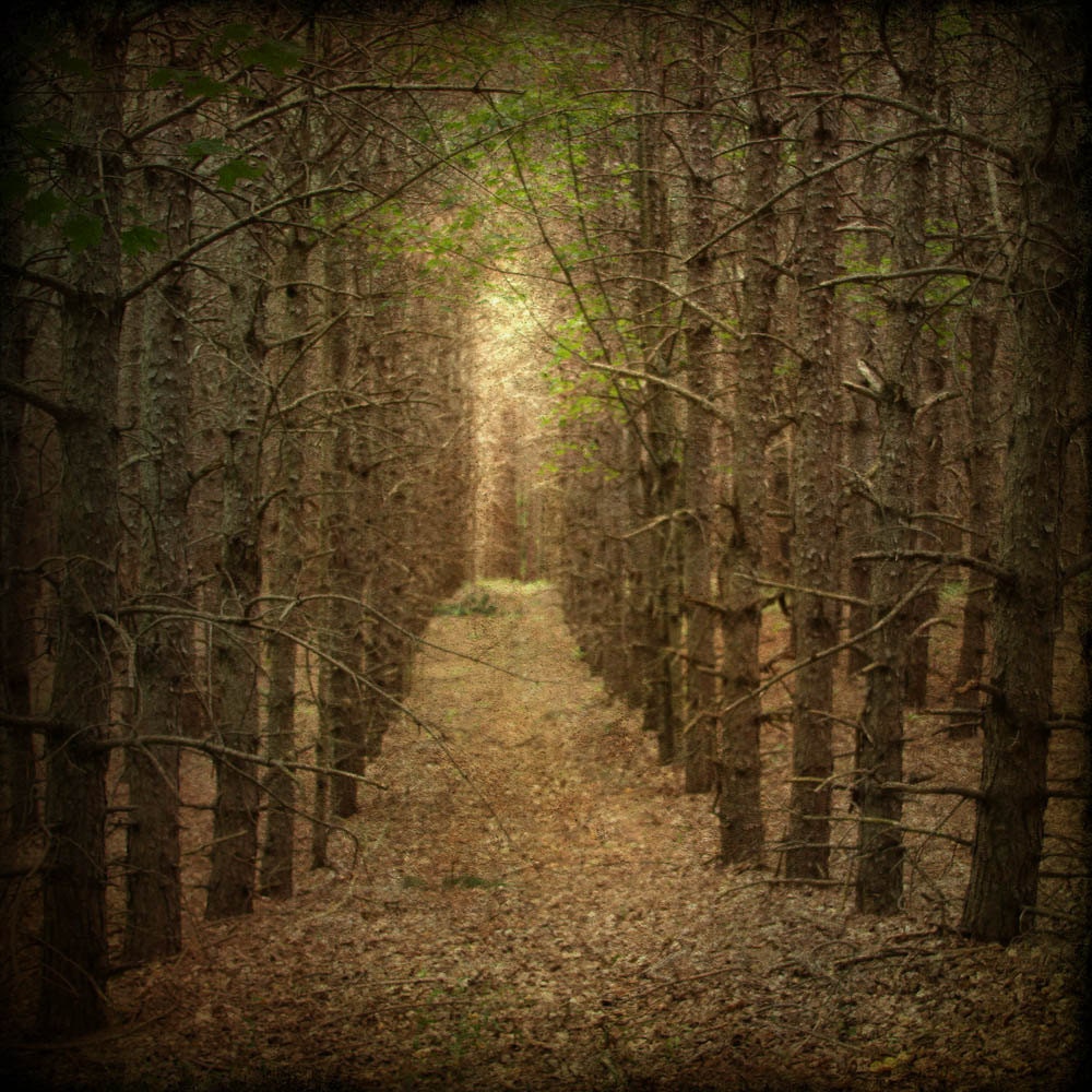 nature photography landscape fine art photography woodland green brown path home decor office decor Fathers Day