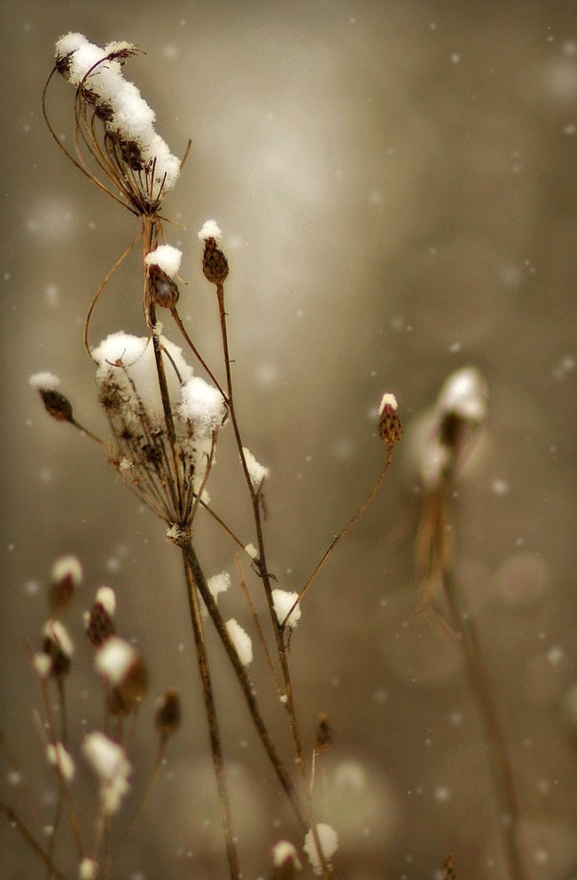 Early Summer Sale 30% nature fine art photography queen annes lace limited edition 6/100 gallery wrap office decor home decor winter snow