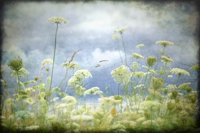 Early Summer Sale 30% nature fine art photograph queen annes lace blue green 20x30 gallery wrap home decor office decor