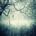 landscape photography woodland blue turquoise haunted ghostly 8x12 print home decor office decor