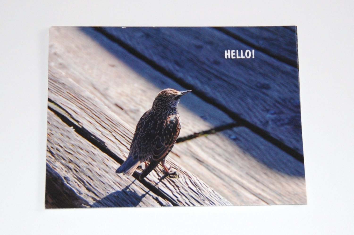 Hello Bird Postcards