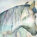Watercolor Painting 8x10 Horse Art, Horse Painting, Horse Watercolor, Equine Art, Print Art Titled A Horse Named Shalimara