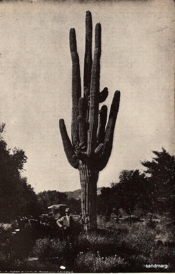 1907 Giant Cactus Phoenix Arizona Black and White Encyclopedia Book Illustration