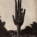 1907 Giant Cactus Phoenix Arizona Black and White Encyclopedia Book Illustration