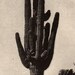 1907 Giant Cactus Phoenix Arizona Black and White Encyclopedia Book Illustration