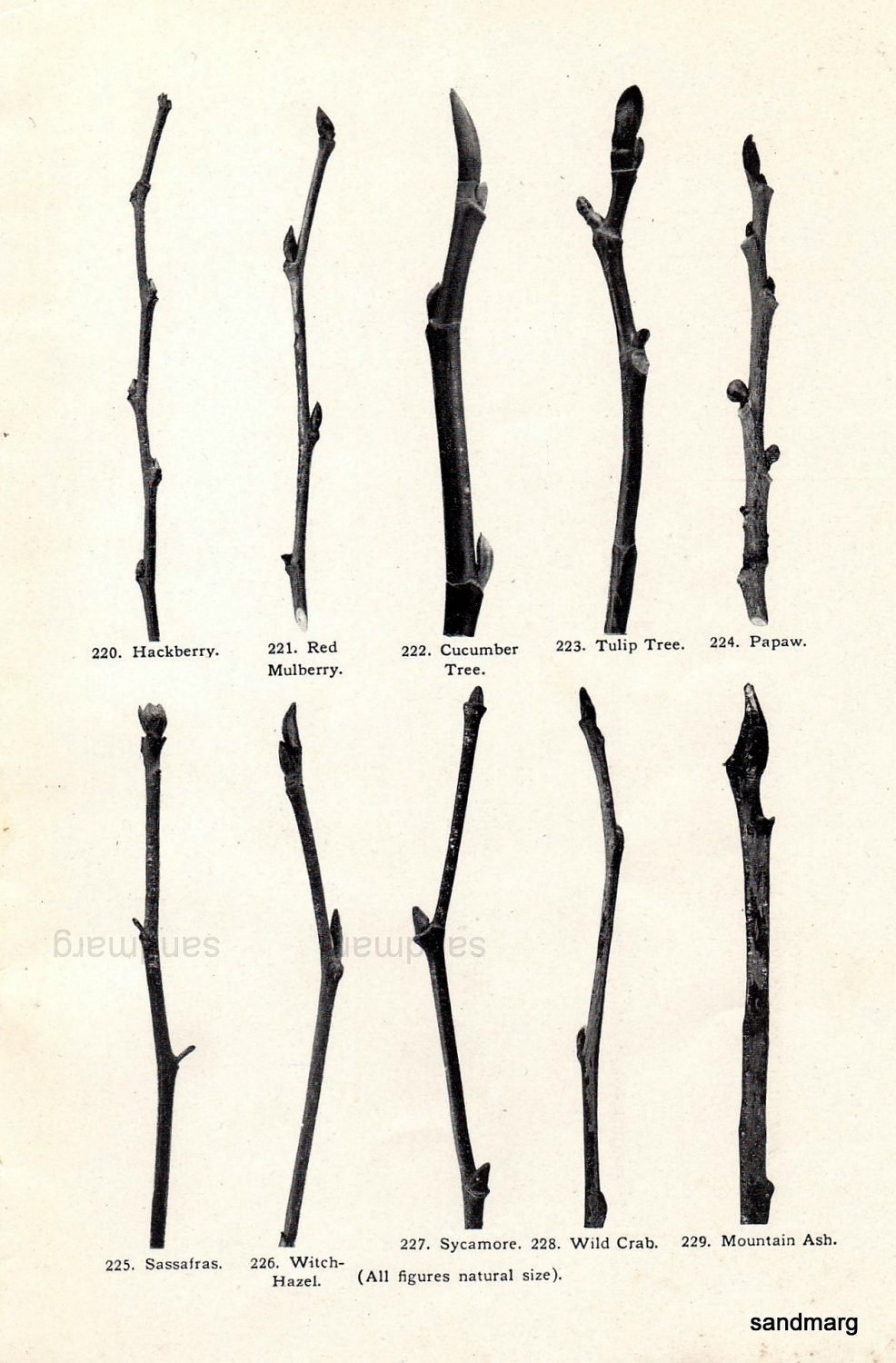 Antique Chart Tree Branches Buds Mountain Ash Cucumber Tulip Plum Cherry Locust Botanical Print to Frame
