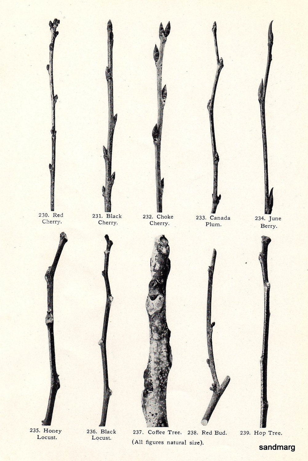 Antique Chart Tree Branches Buds Mountain Ash Cucumber Tulip Plum Cherry Locust Botanical Print to Frame